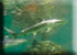 Hammerhead Shark