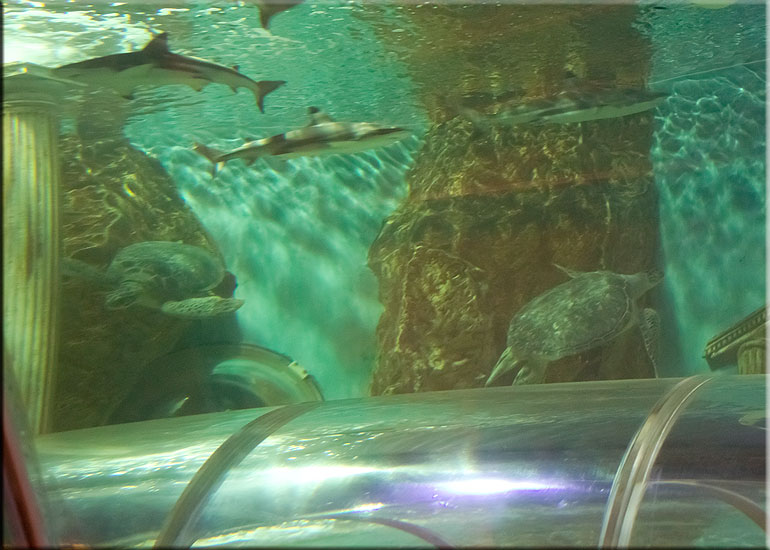 Black Tip Sharks on vacation at Great Yarmouth SEA LIFE Sanctuary
