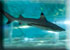 Guitar Shark