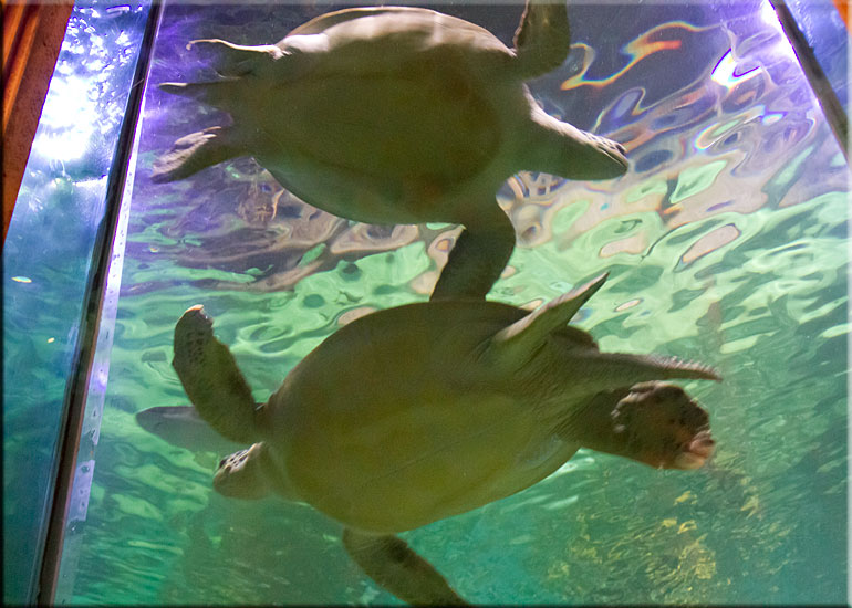 Ernie with his friend Noah at Great Yarmouth SEA LIFE Sanctuary