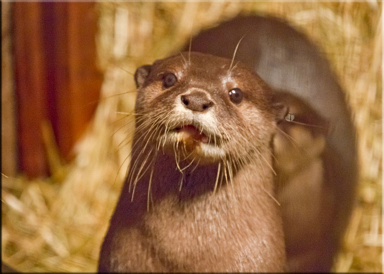 Otters on vacation at Scarborough SEA LIFE Sanctuary