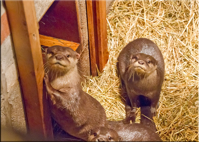 Otters on vacation at Scarborough SEA LIFE Sanctuary