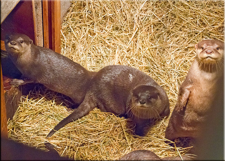 Otters on vacation at Scarborough SEA LIFE Sanctuary