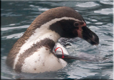 Penguins