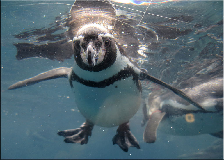 Ellie, one of the penguins, on vacation at Great Yarmouth SEA LIFE Sanctuary