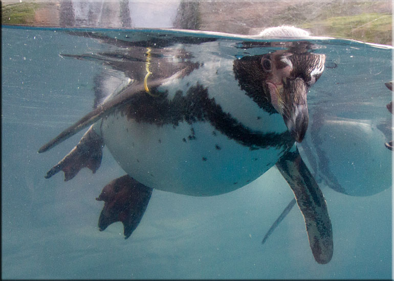 Charlie, one of the penguins, on vacation at Great Yarmouth SEA LIFE Sanctuary