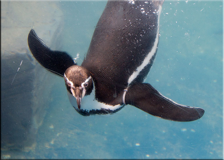 Ellie, one of the penguins, on vacation at Great Yarmouth SEA LIFE Sanctuary