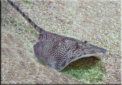 Rays