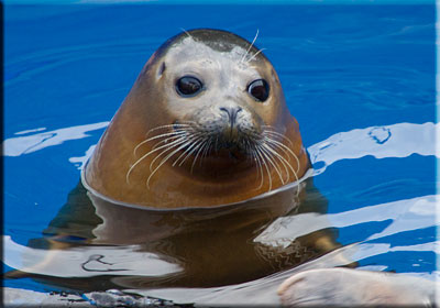 Resident Seals