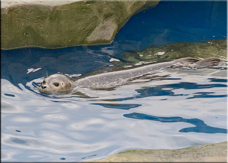 Resident Seals at Scarborough SEA LIFE Sanctuary