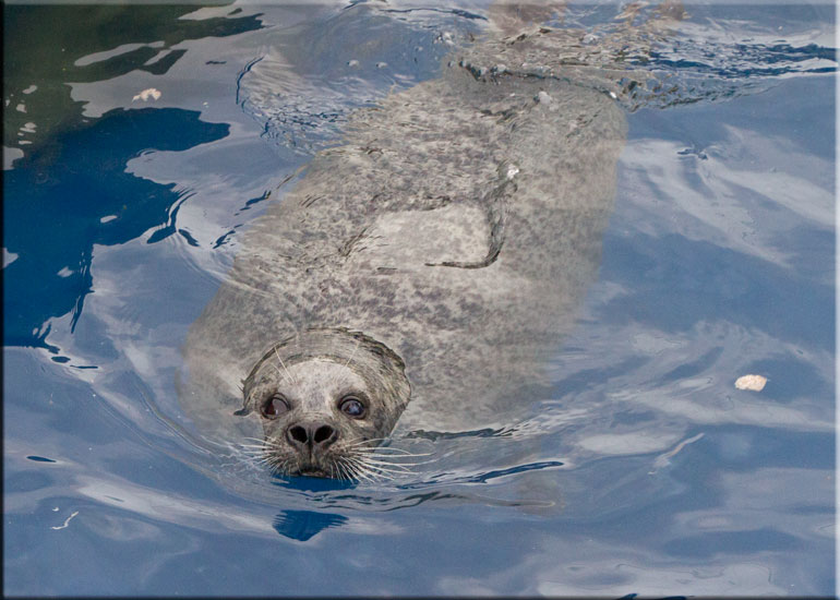 Resident Seals at Scarborough SEA LIFE Sanctuary