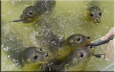 Pups in the weaning pool