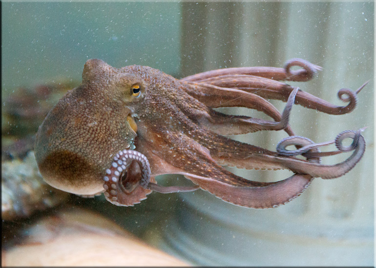Joan, the Common Octopus