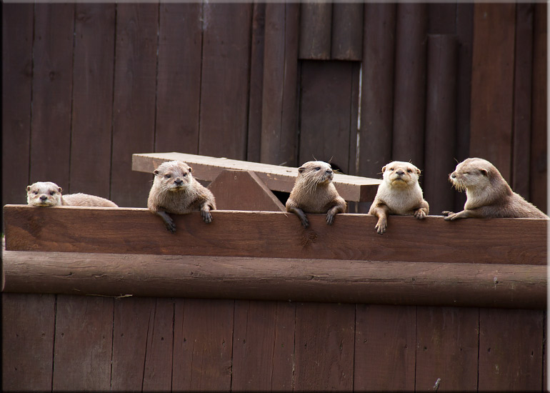 Otters
