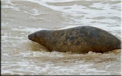 Boris released back into the wild on 10th June 2013