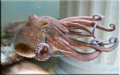 Common Octopus