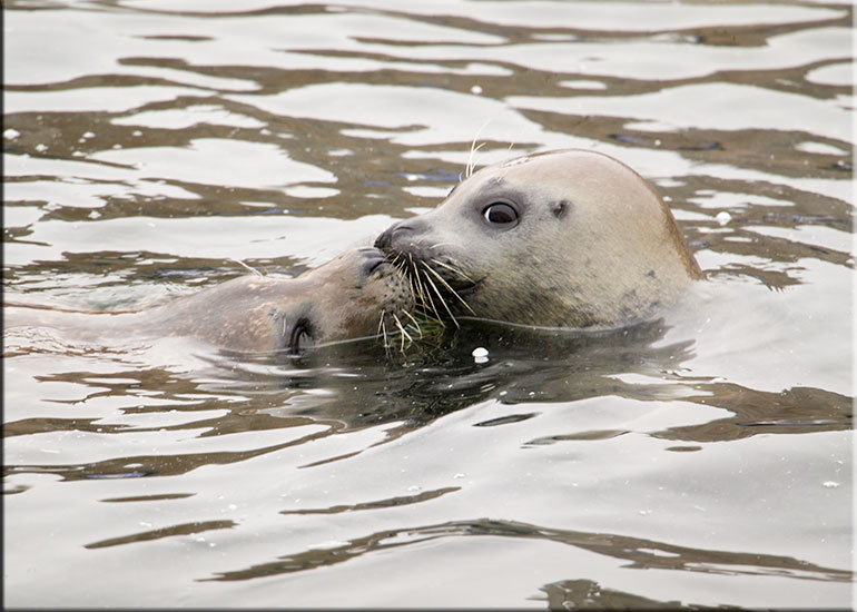 Hunstanton Sea Life Sanctuary