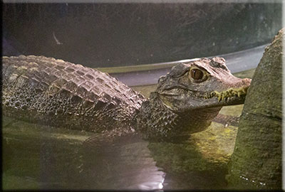Cuvier Dwarf Caimen Crocodiles