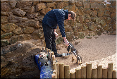 Penguins