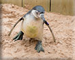 News Update - March 2018 - Special Penguin Edition