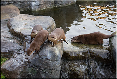 Otters
