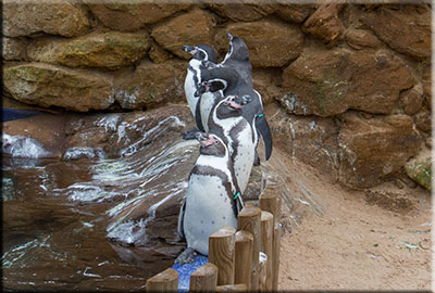 Penguins