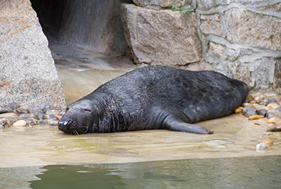 Grey Seals