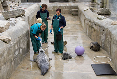 Common seals