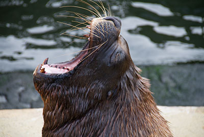 Patagonian Sea Lion
