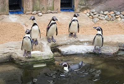 Penguins