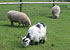 Paddock