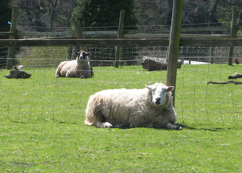 Stanley with Bella in the background