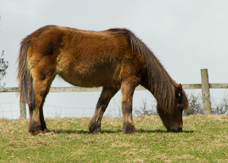 Bracken