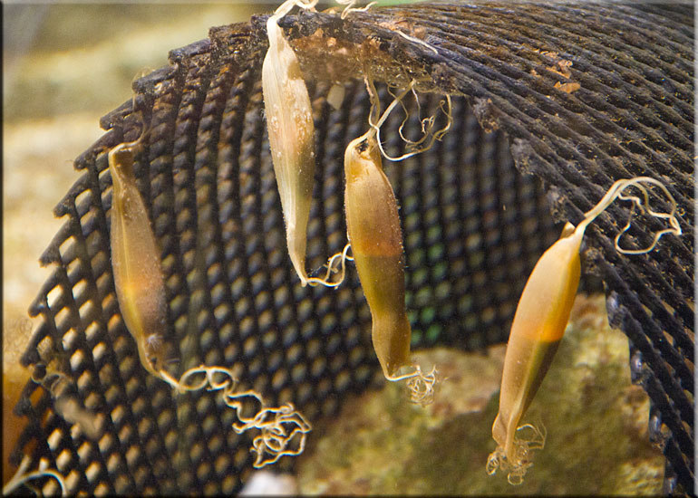 Lesser Spotted Dogfish Egg Cases