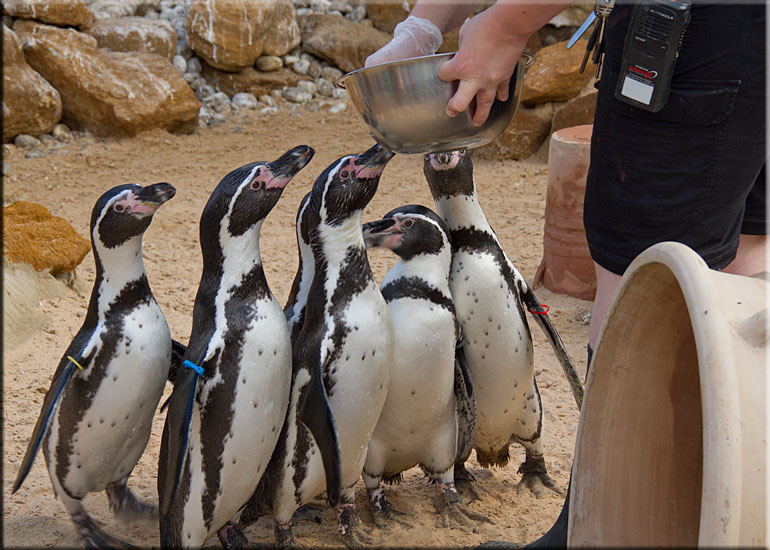 Penguins