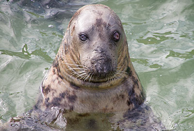 Sheba is 43 years young