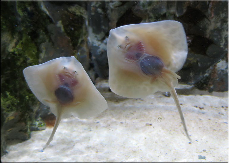 Baby Rays