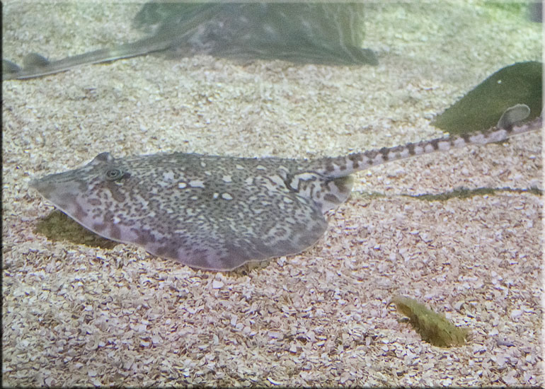Rays