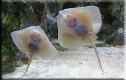 Interesting Facts about Rays