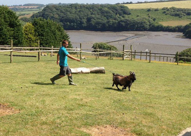 New resident Truffles, the Pygmy Goat