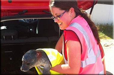Seal Pup Rescued In High-Vis' Jacket