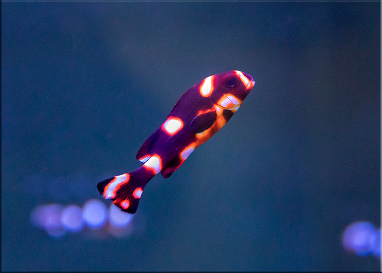 Hunstanton Sea Life - May 2017 news update