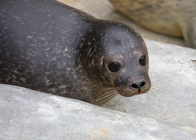 Noddy, rescued seal pup