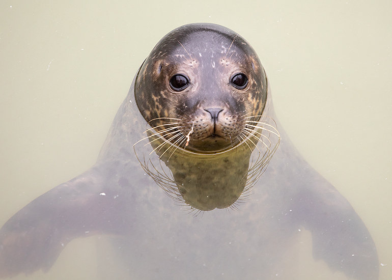 Noddy, rescued seal pup