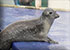Oban Seals