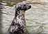 Oban Seals