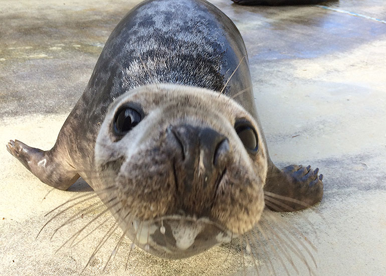 Odin