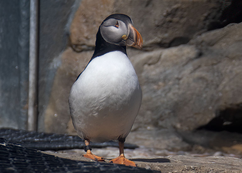 Odin - Puffin