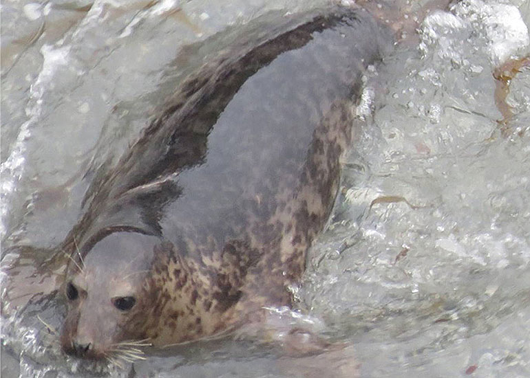 Olaf photo taken by Sue Sayer on 25th May 2015