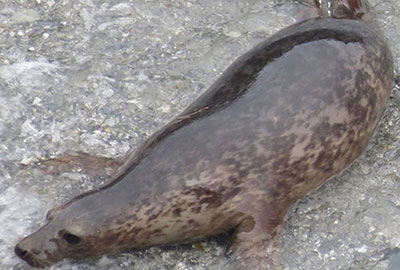 Olaf - Photo taken by Sue Sayer of the Cornwall Seal Group on 25th May 2015